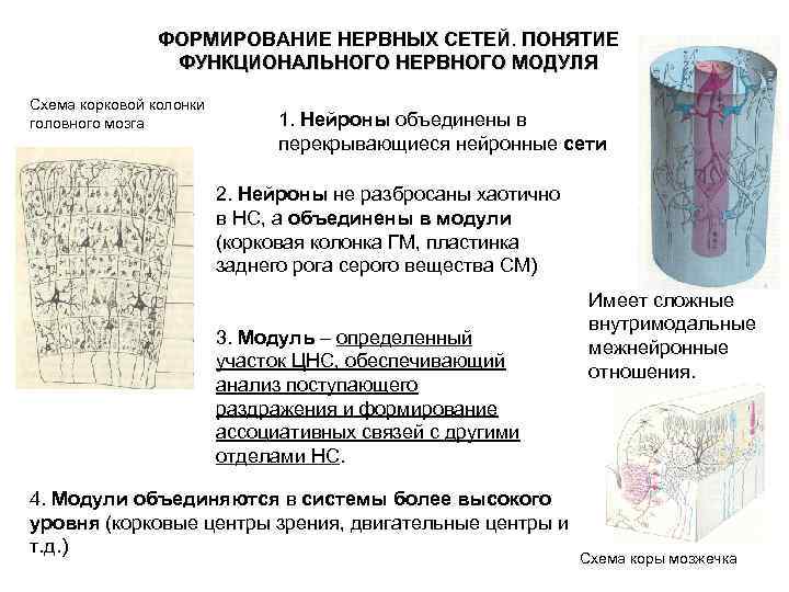 ФОРМИРОВАНИЕ НЕРВНЫХ СЕТЕЙ. ПОНЯТИЕ ФУНКЦИОНАЛЬНОГО НЕРВНОГО МОДУЛЯ Схема корковой колонки головного мозга 1. Нейроны