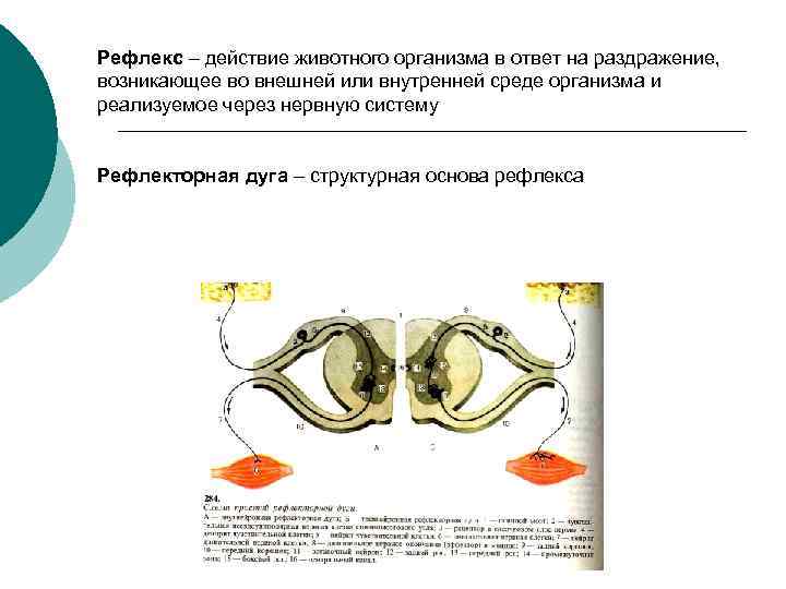 Рефлекс – действие животного организма в ответ на раздражение, возникающее во внешней или внутренней