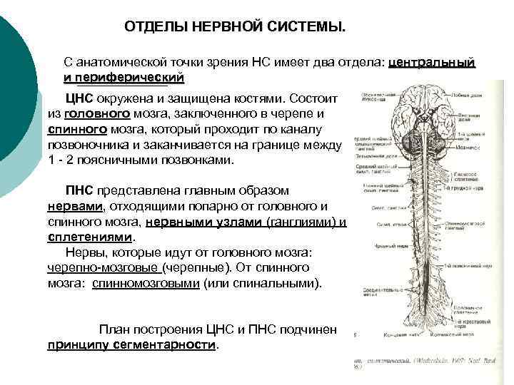 ОТДЕЛЫ НЕРВНОЙ СИСТЕМЫ. С анатомической точки зрения НС имеет два отдела: центральный и периферический