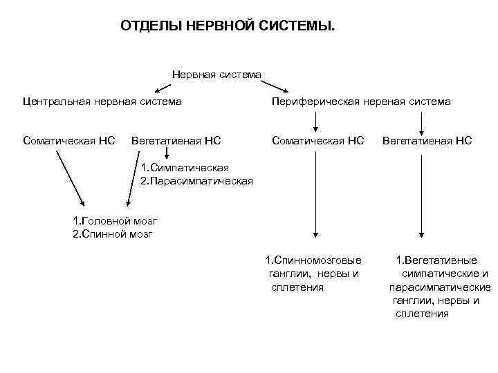 Отдел периферической нервной