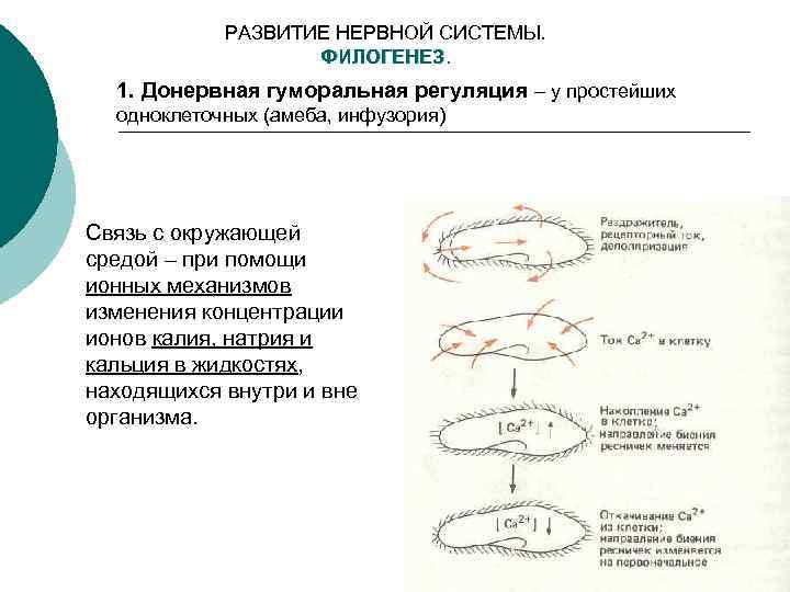 РАЗВИТИЕ НЕРВНОЙ СИСТЕМЫ. ФИЛОГЕНЕЗ. 1. Донервная гуморальная регуляция – у простейших одноклеточных (амеба, инфузория)