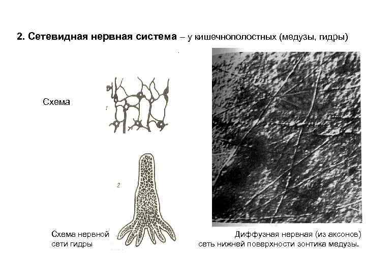 2. Сетевидная нервная система – у кишечнополостных (медузы, гидры). Схема нервной сети гидры Диффузная