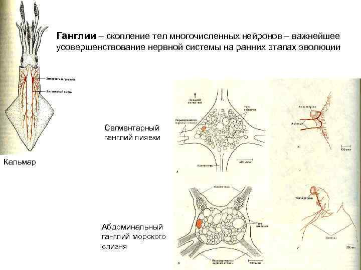 Ганглии – скопление тел многочисленных нейронов – важнейшее усовершенствование нервной системы на ранних этапах