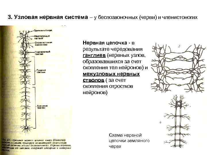 3. Узловая нервная система – у беспозвоночных (черви) и членистоногих Нервная цепочка - в