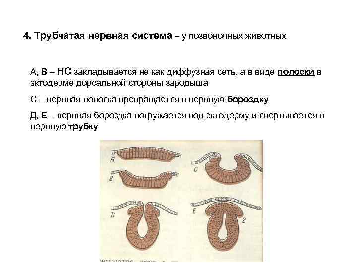 Системы позвоночных