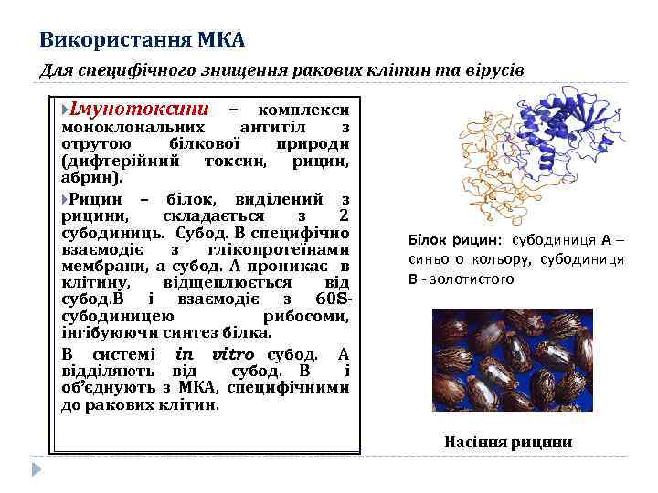 Використання МКА Для специфічного знищення ракових клітин та вірусів Імунотоксини – комплекси моноклональних антитіл