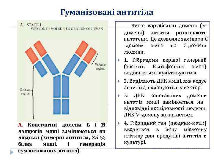 Гуманізовані антитіла Лише варіабельні домени (Vдомени) антитіл розпізнають антигени. Це дозволяє замінити С -домени