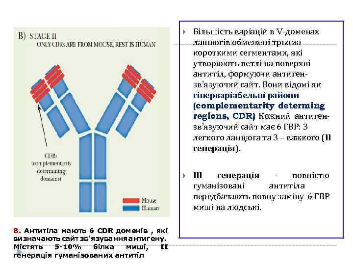  В. Антитіла мають 6 CDR доменів , які визначають сайт зв’язування антигену. Містять