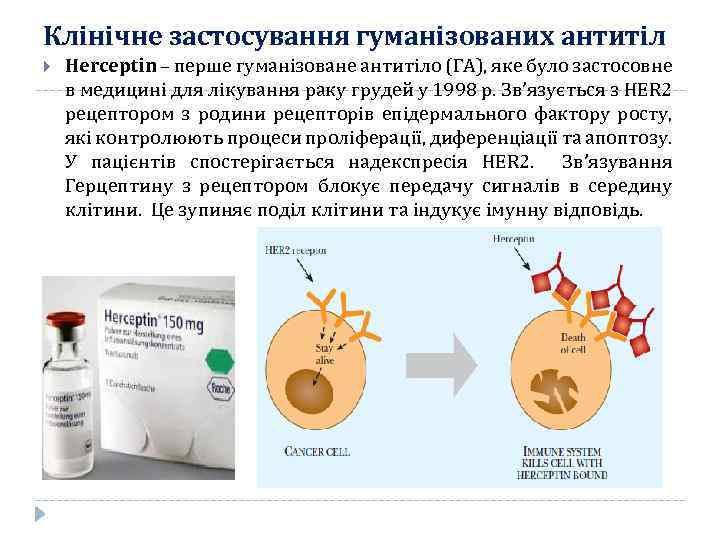 Клінічне застосування гуманізованих антитіл Herceptin – перше гуманізоване антитіло (ГА), яке було застосовне в