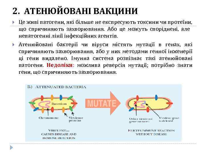 2. АТЕНЮЙОВАНІ ВАКЦИНИ Це живі патогени, які більше не експресують токсини чи протеїни, що