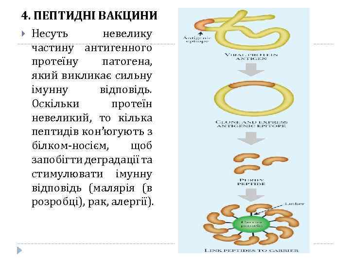 4. ПЕПТИДНІ ВАКЦИНИ Несуть невелику частину антигенного протеїну патогена, який викликає сильну імунну відповідь.