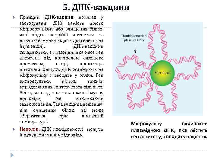 5. ДНК-вакцини Принцип ДНК-вакцин полягає у застосуванні ДНК замість цілого мікроорганізму або очищених білків,