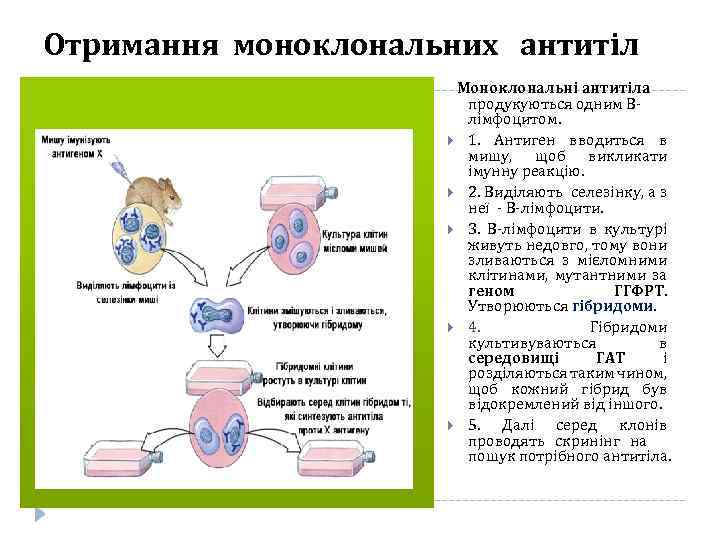 Отримання моноклональних антитіл Моноклональні антитіла продукуються одним Влімфоцитом. 1. Антиген вводиться в мишу, щоб