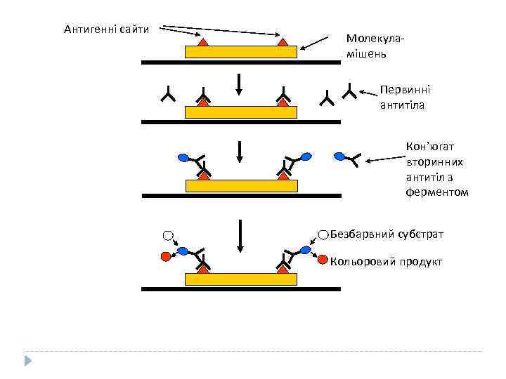Антигенні сайти Молекуламішень Первинні антитіла Кон’югат вторинних антитіл з ферментом Безбарвний субстрат Кольоровий продукт