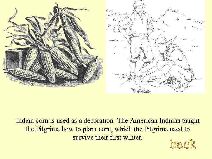 Indian corn is used as a decoration. The American Indians taught the Pilgrims how