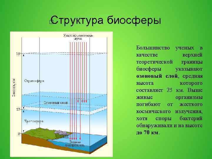 Структура биосферы Большинство ученых в качестве верхней теоретической границы биосферы указывают озоновый слой, средняя
