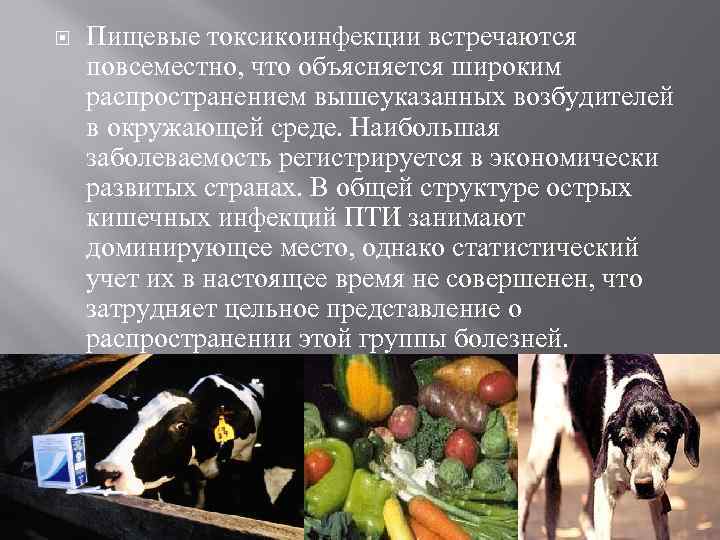  Пищевые токсикоинфекции встречаются повсеместно, что объясняется широким распространением вышеуказанных возбудителей в окружающей среде.