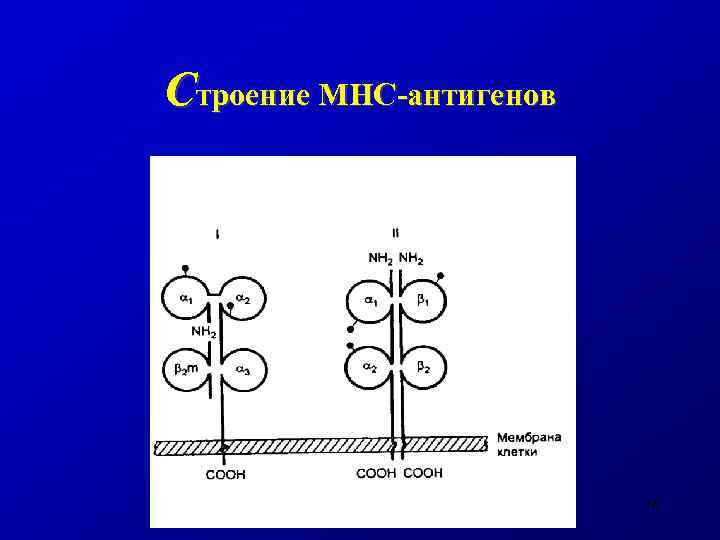 Схема строения молекулы мнс