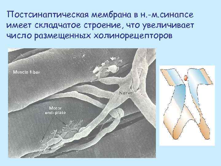 Постсинаптическая мембрана в н. -м. синапсе имеет складчатое строение, что увеличивает число размещенных холинорецепторов
