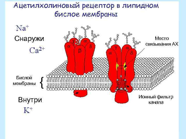 Ацетилхолиновый рецептор в липидном бислое мембраны Снаружи Место связывания АХ Бислой мембраны Внутри Ионный
