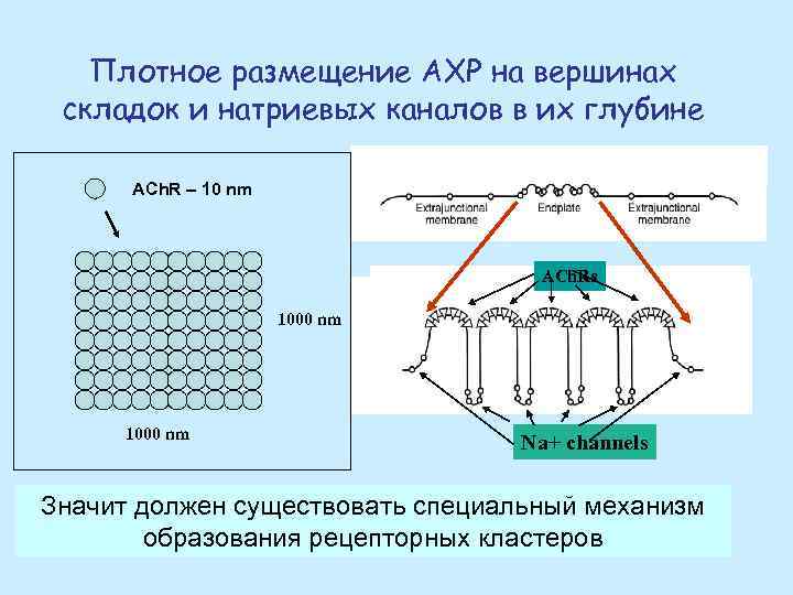 Плотное размещение АХР на вершинах складок и натриевых каналов в их глубине ACh. R