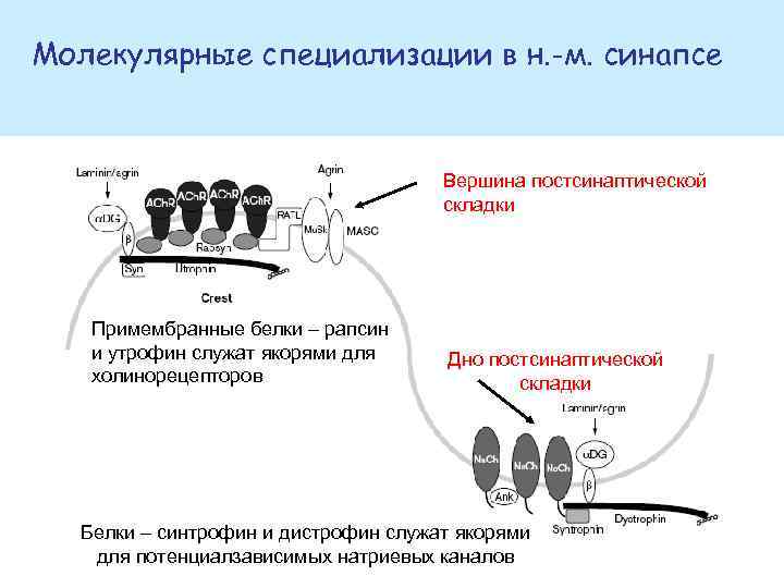 Молекулярные специализации в н. -м. синапсе Вершина постсинаптической складки Примембранные белки – рапсин и