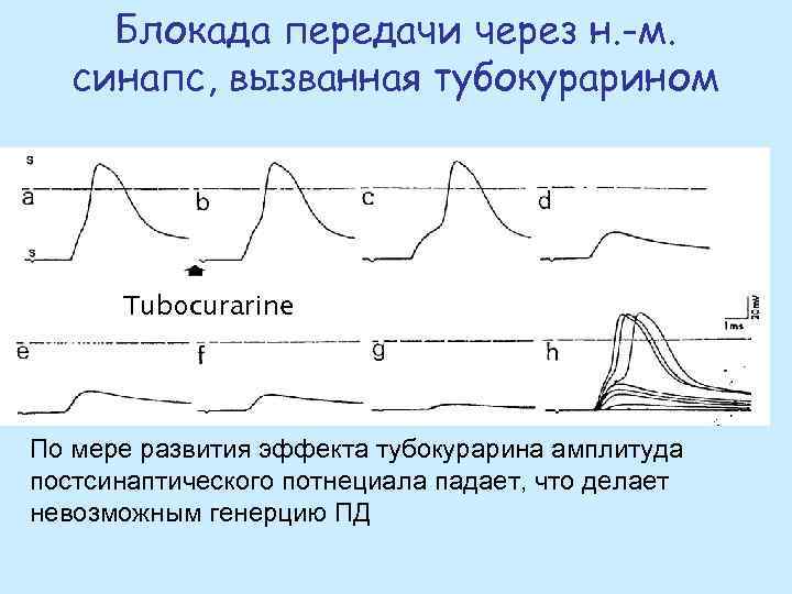 Блокада передачи через н. -м. синапс, вызванная тубокурарином Tubocurarine По мере развития эффекта тубокурарина