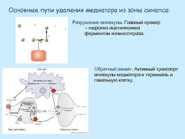 Основные пути удаления медиатора из зоны синапса: Разрушение молекулы. Главный пример – гидролиз ацетилхолина