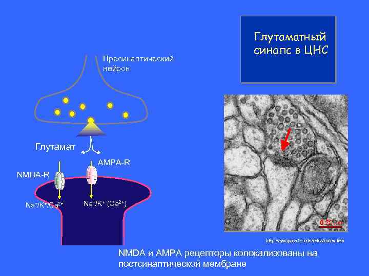 Пресинаптический нейрон Глутаматный синапс в ЦНС Глутамат AMPA-R NMDA-R Na+/K+/Ca 2+ Na+/K+ (Ca 2+)