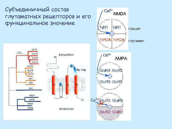 Субъединичный состав глутаматных рецепторов и его функцинальное значение NMDA глицин глутамат AMPA Са 2+