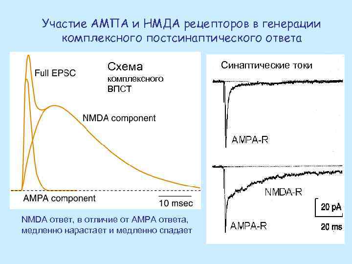 Участие АМПА и НМДА рецепторов в генерации комплексного постсинаптического ответа Схема комплексного ВПСТ NMDA