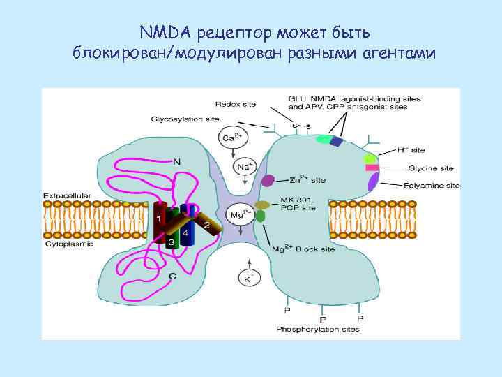 NMDA рецептор может быть блокирован/модулирован разными агентами 