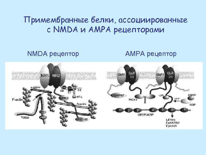 Примембранные белки, ассоциированные с NMDA и АМPА рецепторами NMDA рецептор АМPА рецептор 