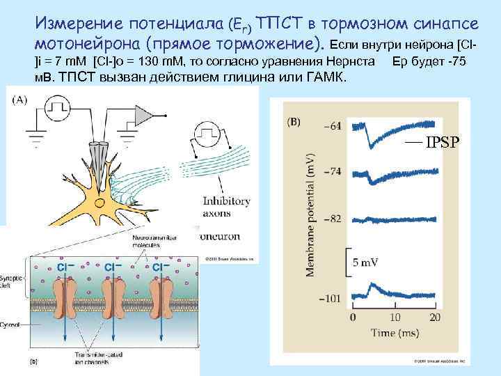 Измерение потенциала. Прямое торможение. Потенциал нейрона внутри. Ионов магния внутри нейрона.