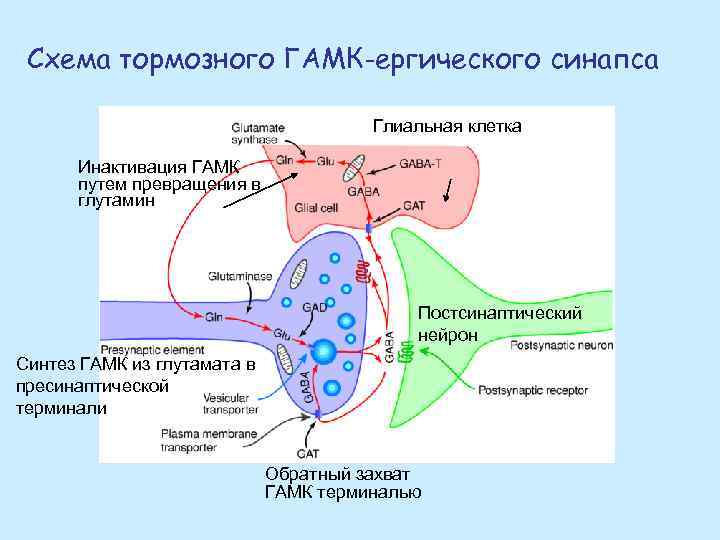 Схема тормозного ГАМК-ергического синапса Глиальная клетка Инактивация ГАМК путем превращения в глутамин Постсинаптический нейрон