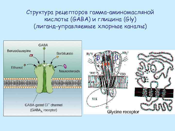 Структура рецепторов гамма-аминомасляной кислоты (GABA) и глицина (Gly) (лиганд-управляемые хлорные каналы) Glycine receptor 