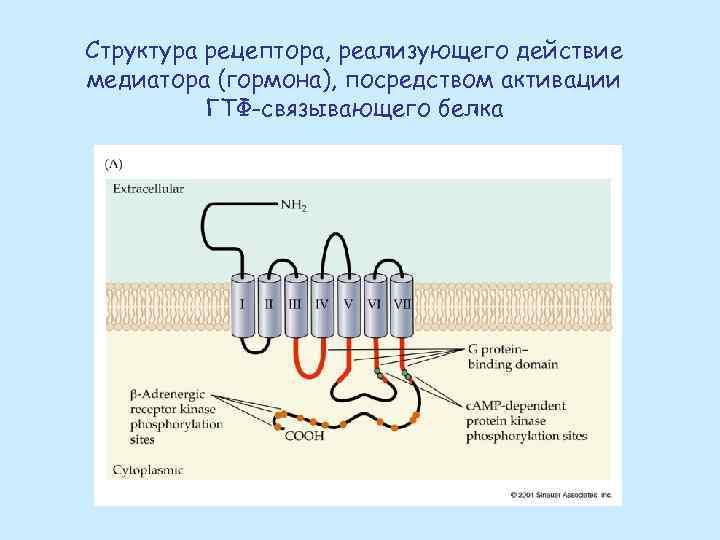 Структура рецептора, реализующего действие медиатора (гормона), посредством активации ГТФ-связывающего белка 