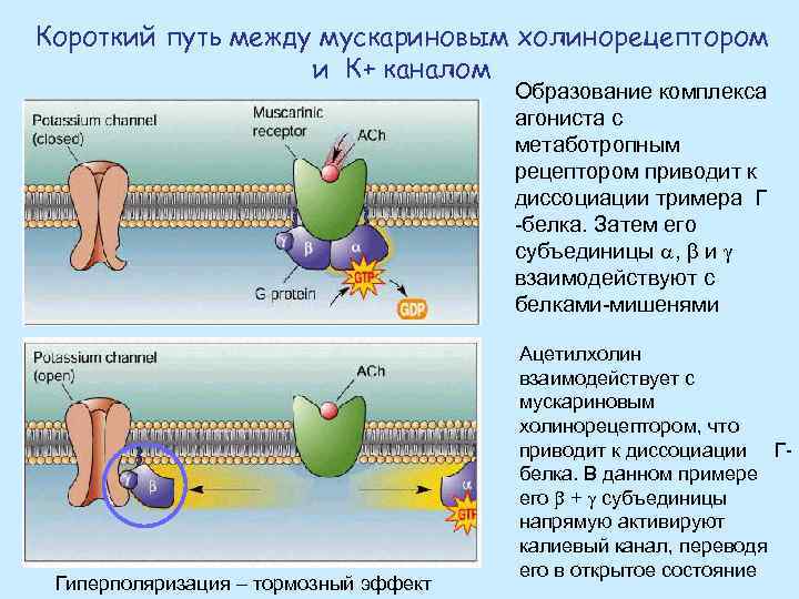 Короткий путь между мускариновым холинорецептором и К+ каналом Образование комплекса агониста с метаботропным рецептором