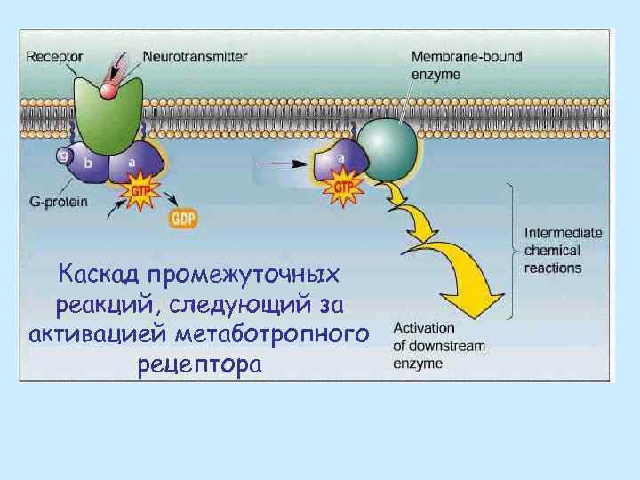 Каскад промежуточных реакций, следующий за активацией метаботропного рецептора 