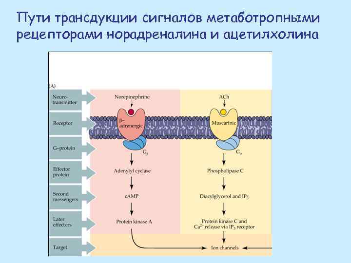 Пути трансдукции сигналов метаботропными рецепторами норадреналина и ацетилхолина 