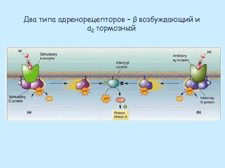 Два типа адренорецепторов – β возбуждающий и α 2 тормозный 