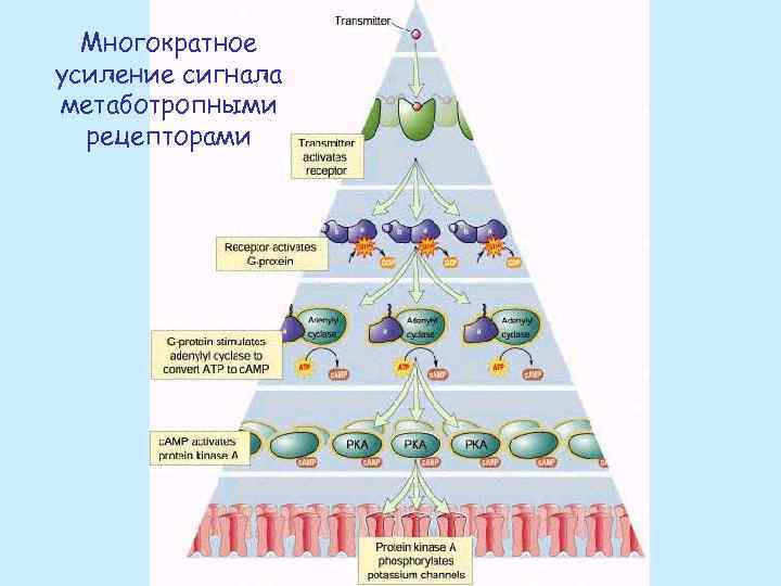 Многократное усиление сигнала метаботропными рецепторами 