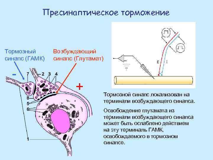 Пресинаптическое торможение Тормозный синапс (ГАМК) - Возбуждающий синапс (Глутамат) + Тормозной синапс локализован на