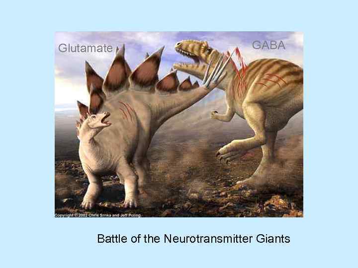 Glutamate GABA Battle of the Neurotransmitter Giants 