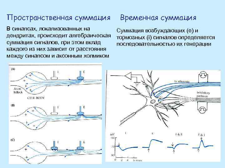 Пространственная суммация В синапсах, локализованных на дендритах, происходит алгебраическая суммация сигналов, при этом вклад