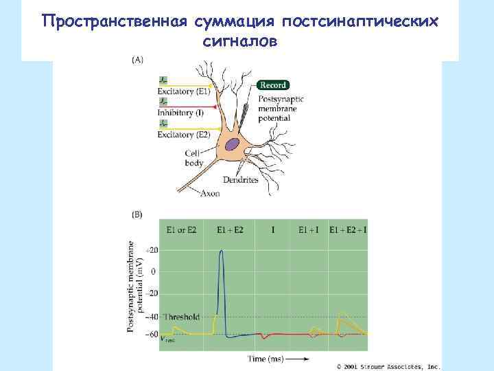 Пространственная суммация постсинаптических сигналов 