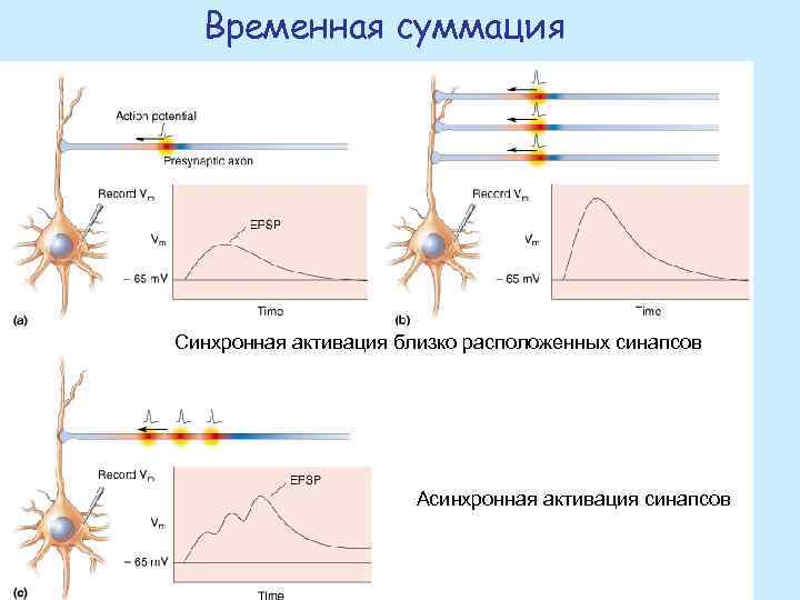 Временная суммация Синхронная активация близко расположенных синапсов Асинхронная активация синапсов 