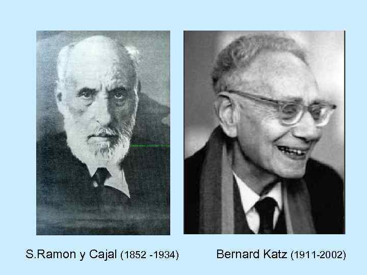 S. Ramon y Cajal (1852 -1934) Bernard Katz (1911 -2002) 