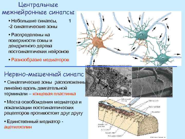 Центральные межнейронные синапсы • Небольшие синапсы, -2 синаптические зоны 1 • Распределены на поверхности
