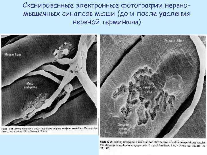 Сканированные электронные фотографии нервномышечных синапсов мыши (до и после удаления нервной терминали) 